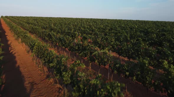 Beautiful Aerial View of Vineyards