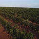 Beautiful Aerial View of Vineyards - VideoHive Item for Sale
