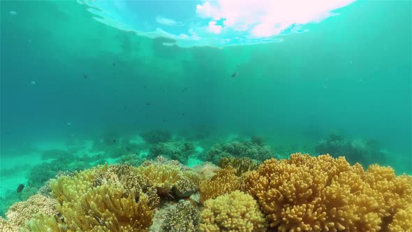 Coral Reef with Fish Underwater