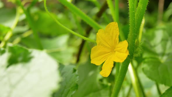 Yellow Female Flower of Cucumber in Field Plant