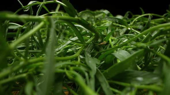 Green Tarragon Herb Tree in Home Backyard Garden Super Macro Shot Slider