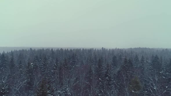 Aerial Flyover Frozen Snowy Spruce Forest