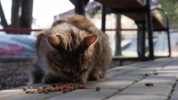 Hungry Homeless Striped Cat Eatsdry Food Outside