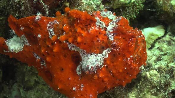 Red warty Anglerfish (Antennarius macuatus) close up on coral reef