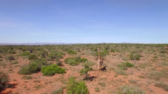 Aerial travel drone view of Giraffes in Swartberg, South Africa.