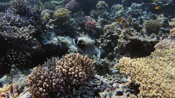 Black Spotted or Dog Faced Puffer Fish