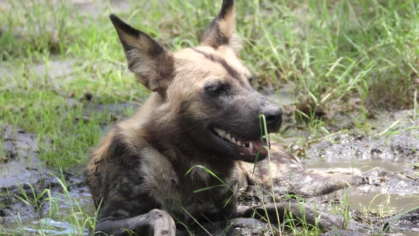 Close up from a African wild dog resting in a mud puddle