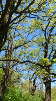 Vertical Video of the Forest in the Spring