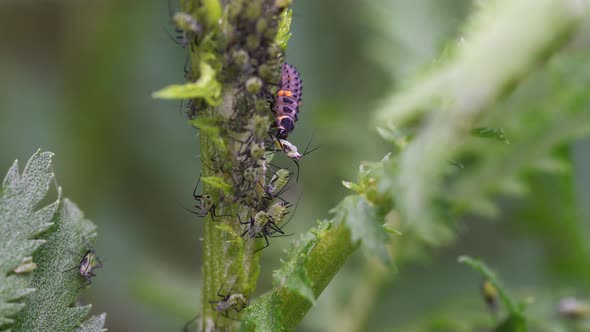 Ladybug larva hunts aphid. Macro.