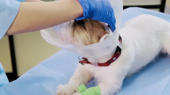 Female Veterinarian Puts on a Jack Russell Dog Veterinary Collar in Clinic Health Care