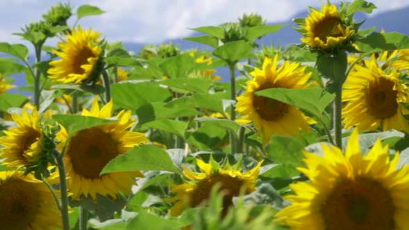 Close up pan shot of sunflower field and mountains in background during sunny day