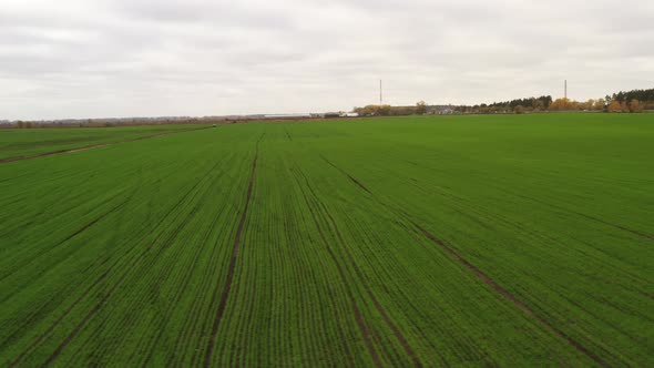 Pan Right Over a Field with Winter Crops  Aerial Drone Shot