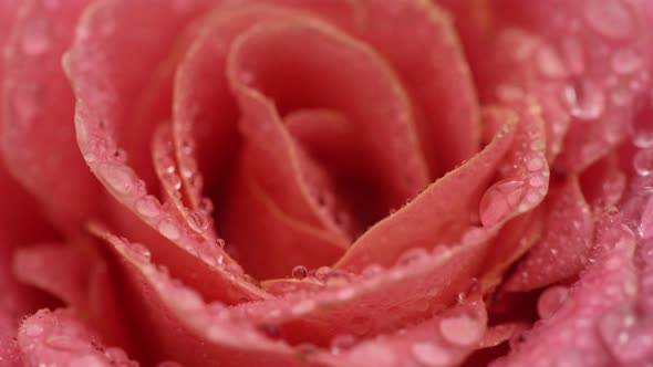 Rose Flower Close up