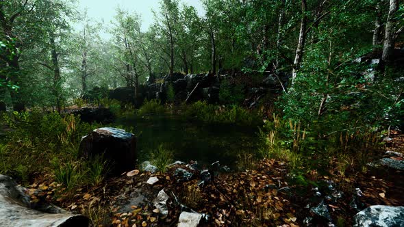 Deciduous Forest is Reflected in the Small Lake