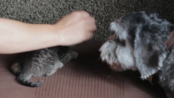 Little scared kitten and a dog, first contact