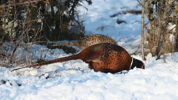 Male and female Common Pheasant Phasianus colchicus in the wild