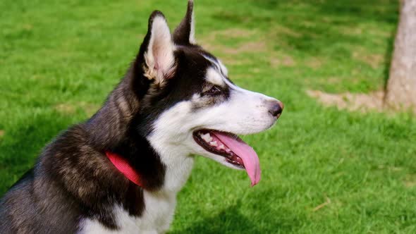 Husky Dog in the Park for a Walk