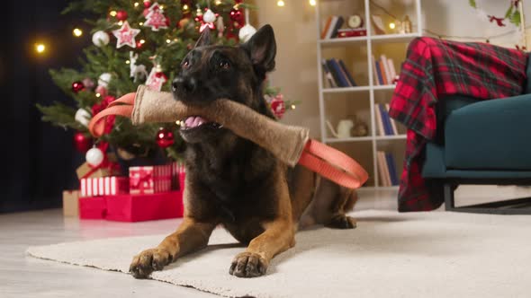 Malinois Bard Playing with Toy in Mouth