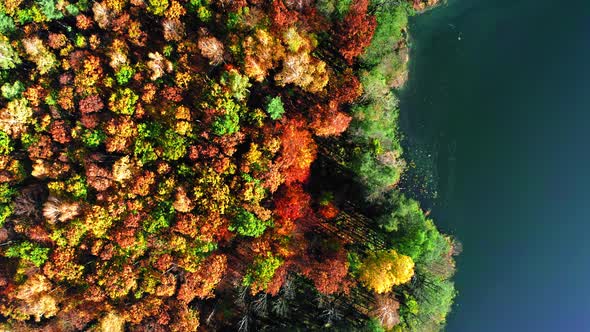 Top down view of multicolored autumn forest, Poland