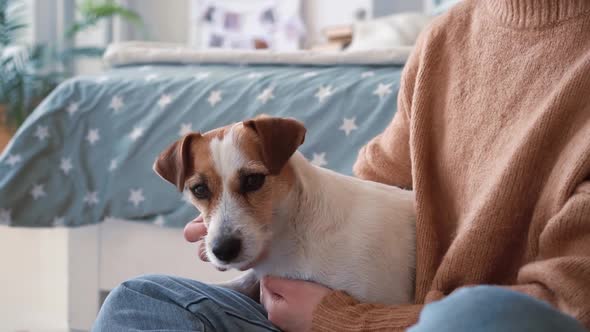 Portrait of a Jack Russell Dog on a Woman's Lap