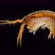 Amphipoda Eulimnogammarus Sp. Under the Microscope. Endemic Species. Subphylum Crustacea - VideoHive Item for Sale