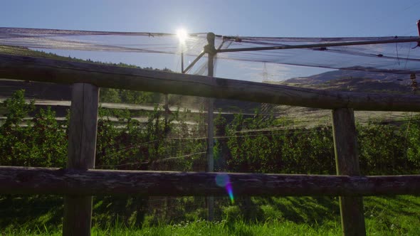 Sun Shines Over Orchard with Apple Trees Behind Wooden Fence