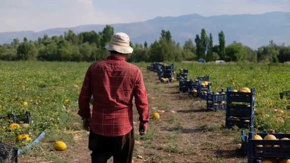 Farmer Walking In Field