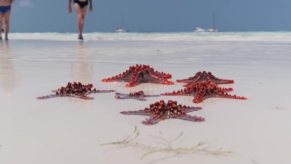 Lot of Red Starfish Lie on a White Beach and Washed By Clear Water of the Ocean