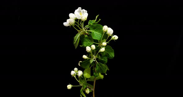 Close-up of Flower Blossoming Time Lapse. Branch with Blooming Flowers.