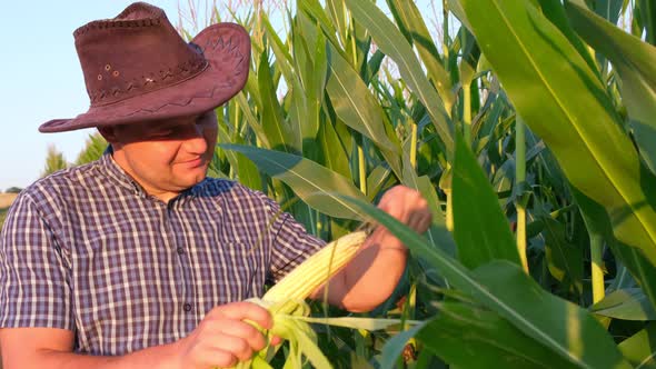 Young Farmer Hands Holding a Head of Corn and Inspecting It