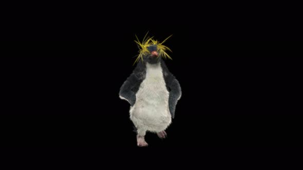 Penguin Dancing 4K