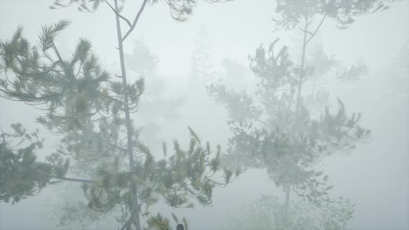 Cloudy Autumn Day in the Pine Forest with Fog