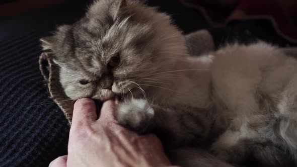 Angry wild gray Persian cat fiercely bites his hand while playing on the sofa with a plaid
