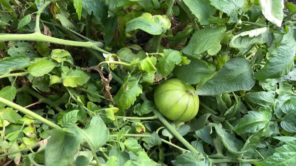 Green Tomato Grows and Ripens on the Gryatka in the Garden