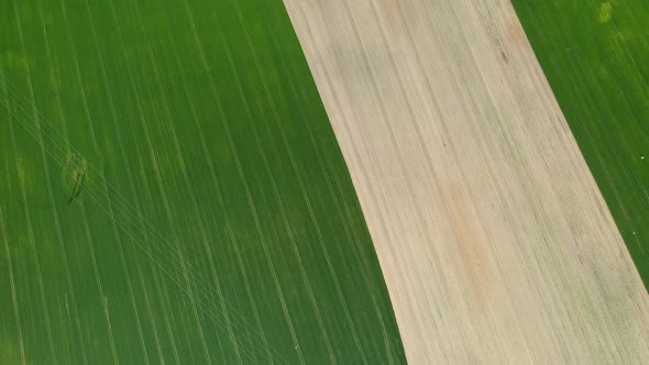 Top View of a Sown Green and Gray Field in Belarus.Agriculture in Belarus.Texture.