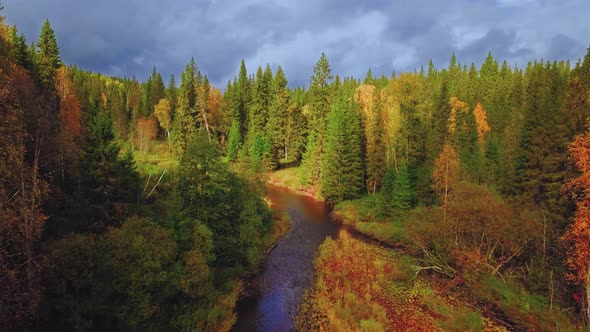 Colorful Mixed Forest with Red, Yellow, and Green Foliage in Autumn. Aerial View of Deciduous and