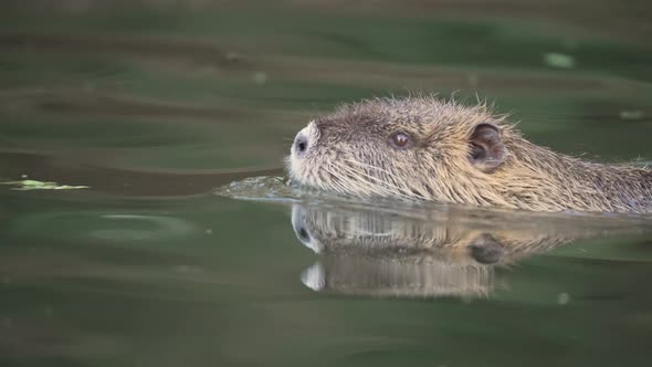 Cute young Myocastor Coypus with orange teeth swimming in natural lake,close up tracking shot