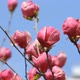Pink Magnolia - VideoHive Item for Sale