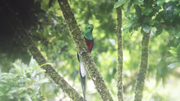 Resplendent Quetzal (pharomachrus mocinno), Tropical Bird and Costa Rica Wildlife, Amazing Green Bri
