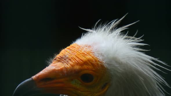 The head of the vulture. Angry dangerous bird. Egyptian vulture looks at the camera. Turn your head.