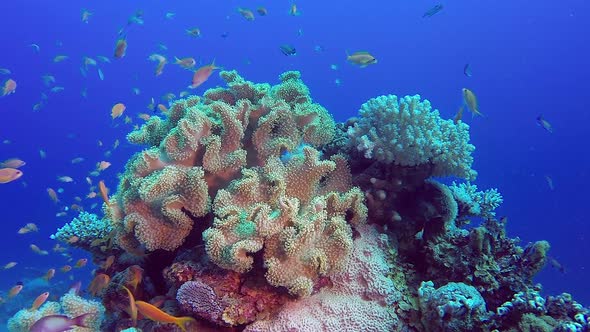 Underwater Mushroom Soft Coral