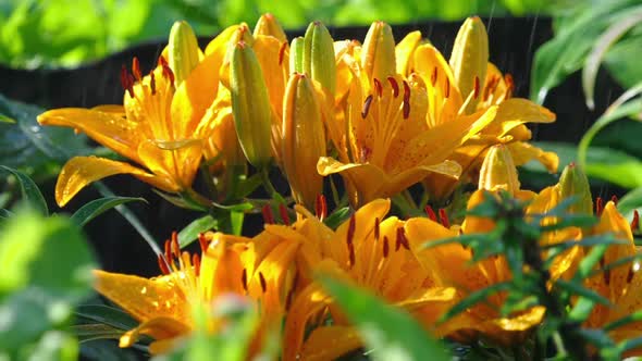 Yellow Lily Flower Under Rain