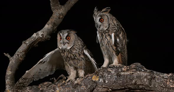 Long Eared Owl, asio otus, Adults, Pair, Normandy in France, Real Time 4K