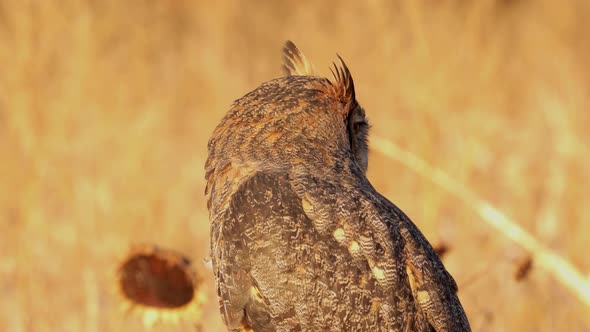 Portrait of a perched Great Horned Owl