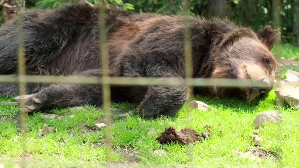 Big Brown Grizzly Bear Sleeping Bear Head Close Up