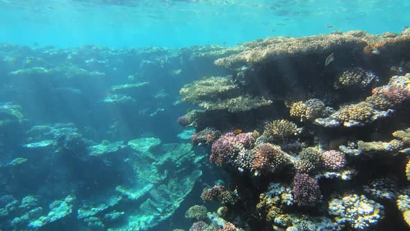 Many Fish Swim Among Corals in the Red Sea Egypt