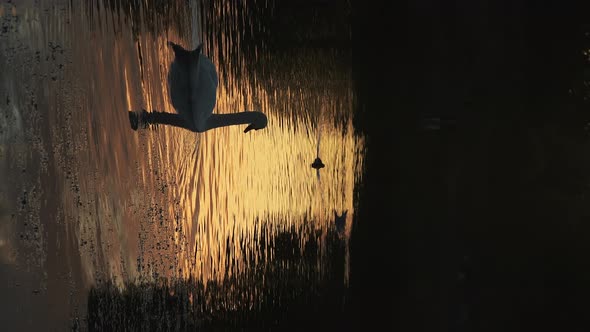 Vertical wildlife animal video of Swans silhouetted on a lake swimming on the orange water from the 