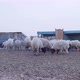 Herd of Sheep’s Walking. Slow motion video of Sheep. - VideoHive Item for Sale