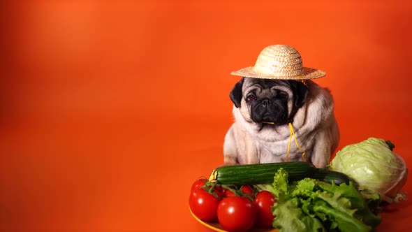 Close Up of Tired Cute Pug with Tomatoes Cucumbers Lettuce and Cabbage on Orange Background
