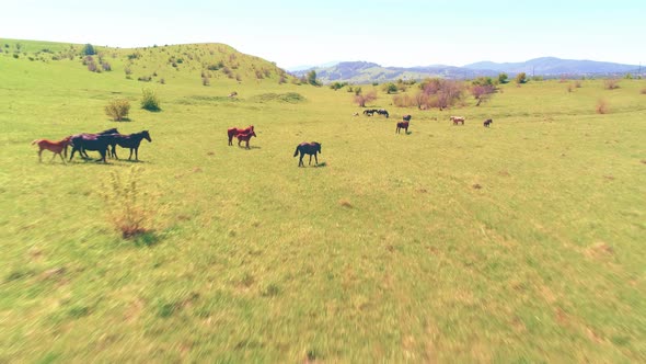 Flight Over Wild Horses Herd on Mountain Meadow